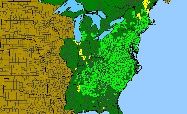 The range of Chimaphila maculata